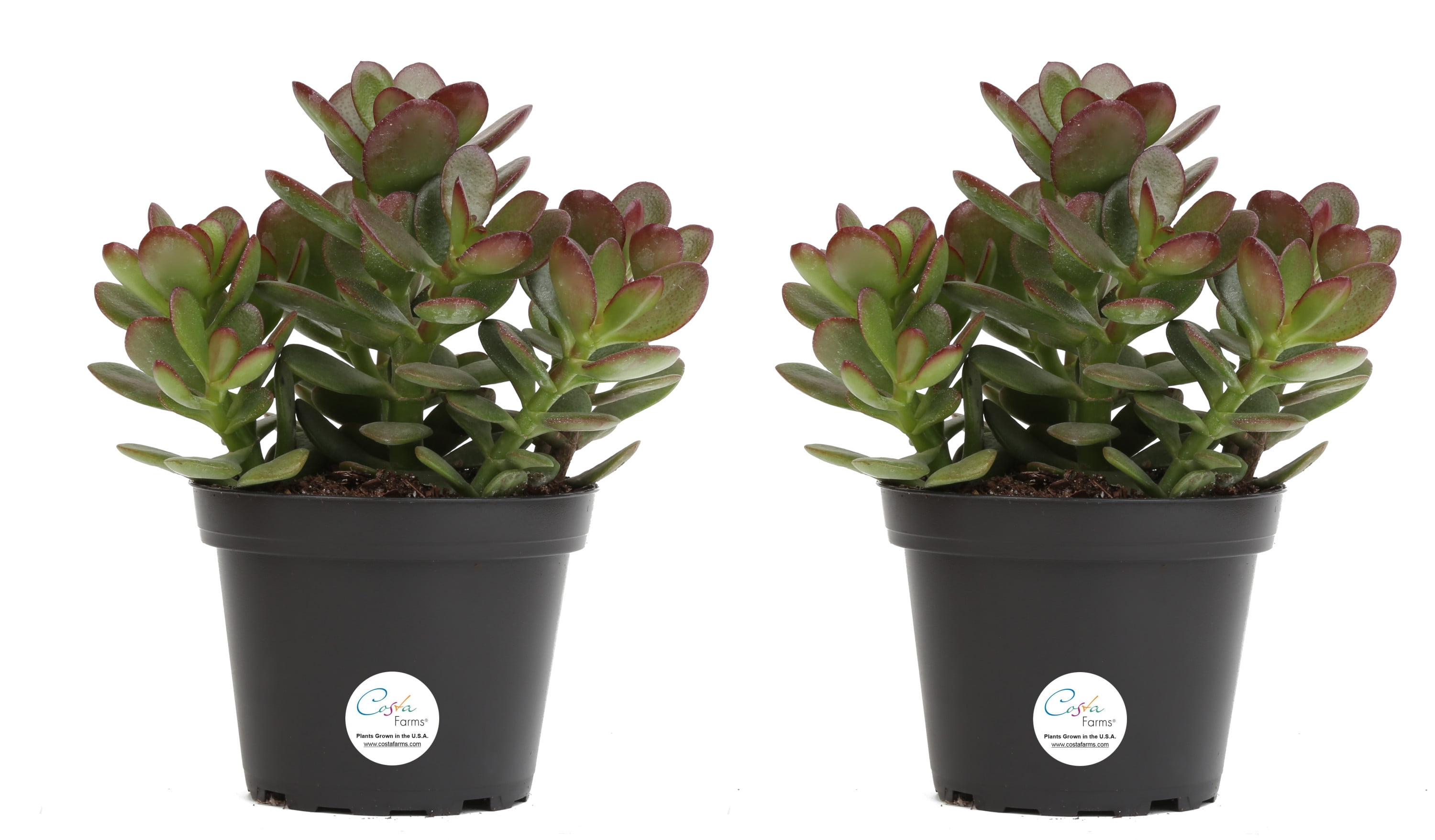 Green Jade Plant Duo in 4in. Grower Pot