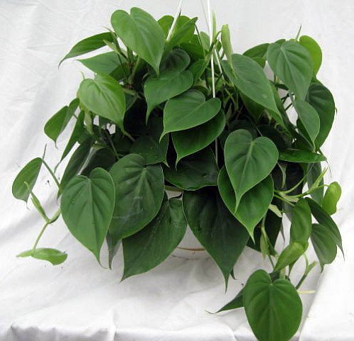 Easy-to-Grow Heart Leaf Philodendron - 4" Pot