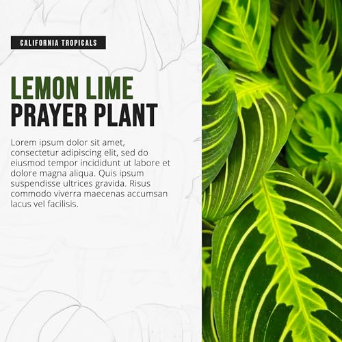 Lemon Lime Prayer Plant - Rare Variety Houseplant