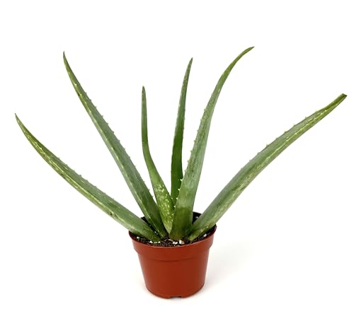 3.5" Aloe Vera Succulent in Pot