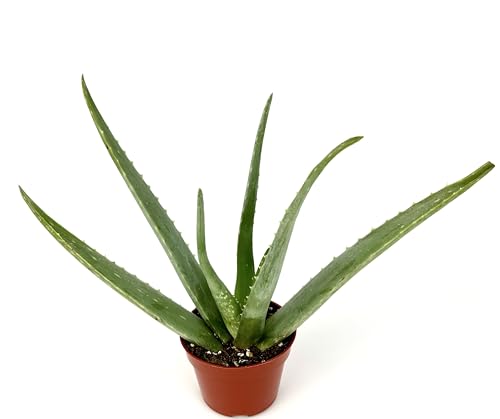 3.5" Aloe Vera Succulent in Pot