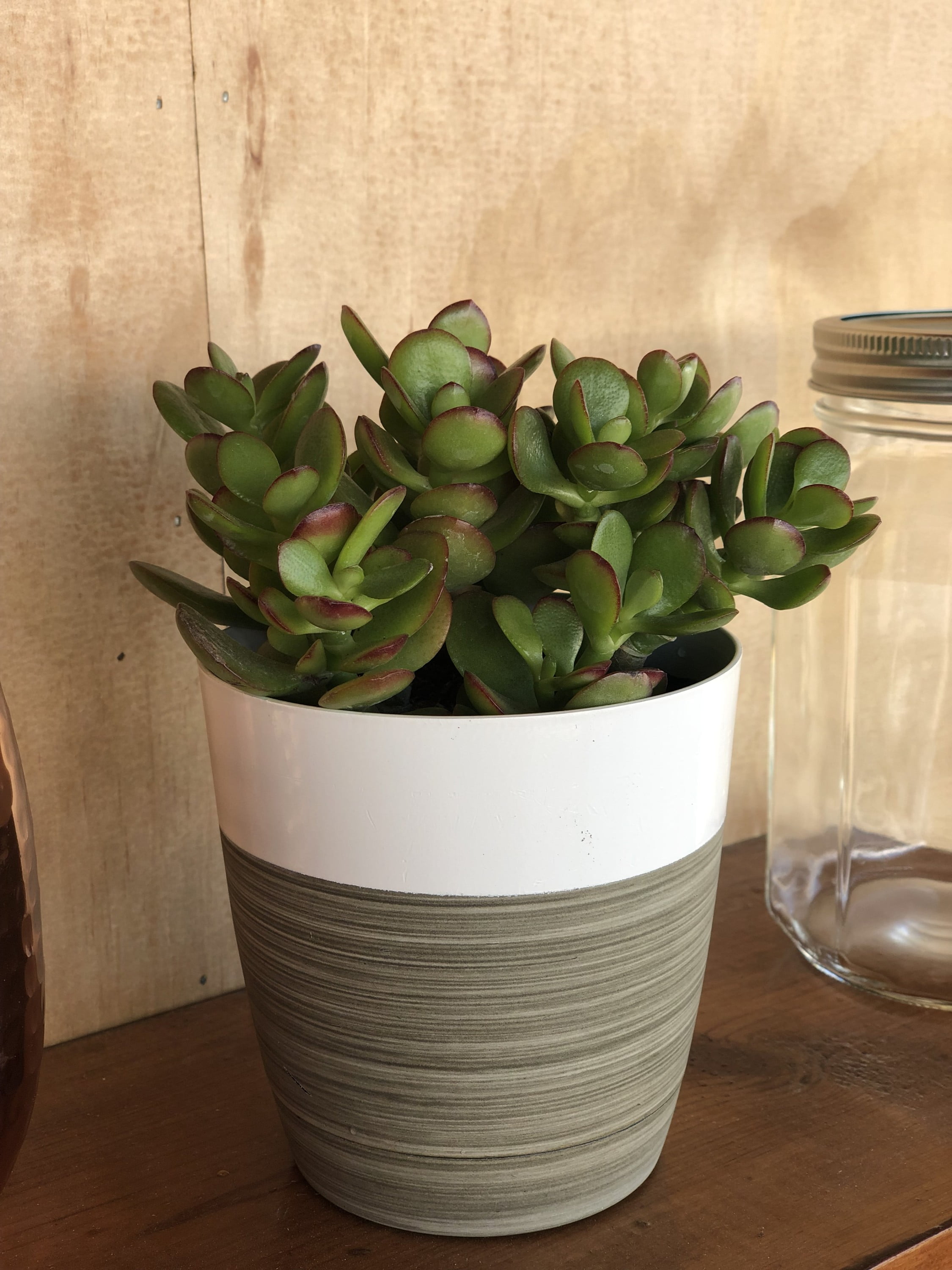 Green Jade Plant Duo in 4in. Grower Pot