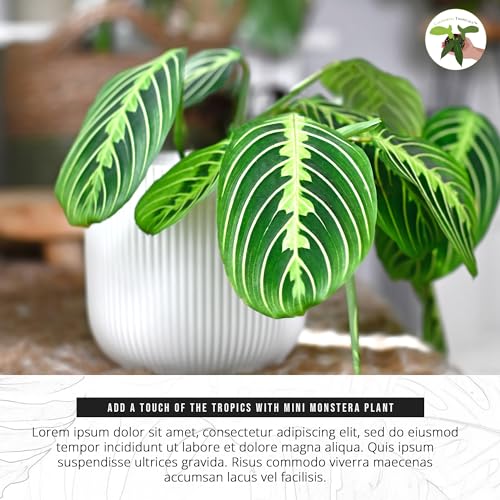 Lemon Lime Prayer Plant - Rare Variety Houseplant