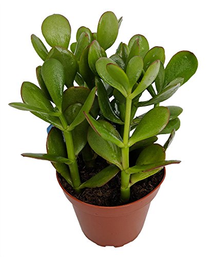 Sunset Jade Crassula - Easy House Plant - 4