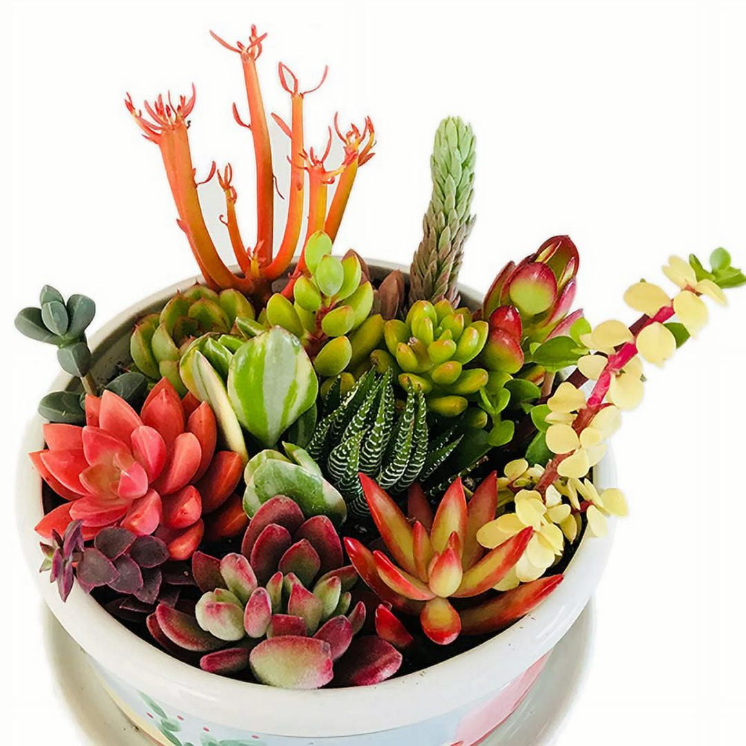 Assorted Live Succulent Cuttings - Great for Beginners
