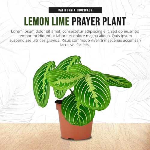 Lemon Lime Prayer Plant - Rare Variety Houseplant