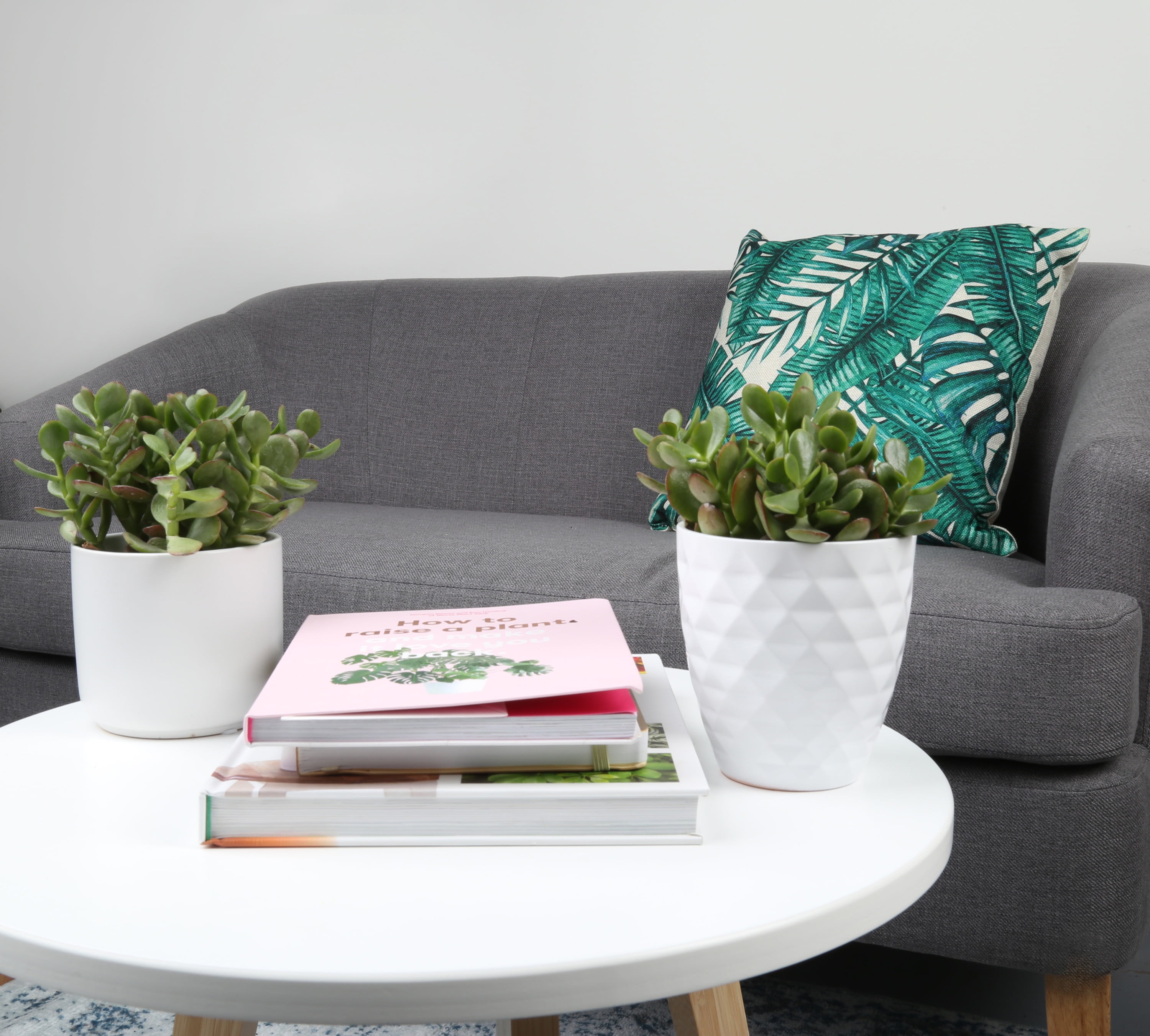 Green Jade Plant Duo in 4in. Grower Pot