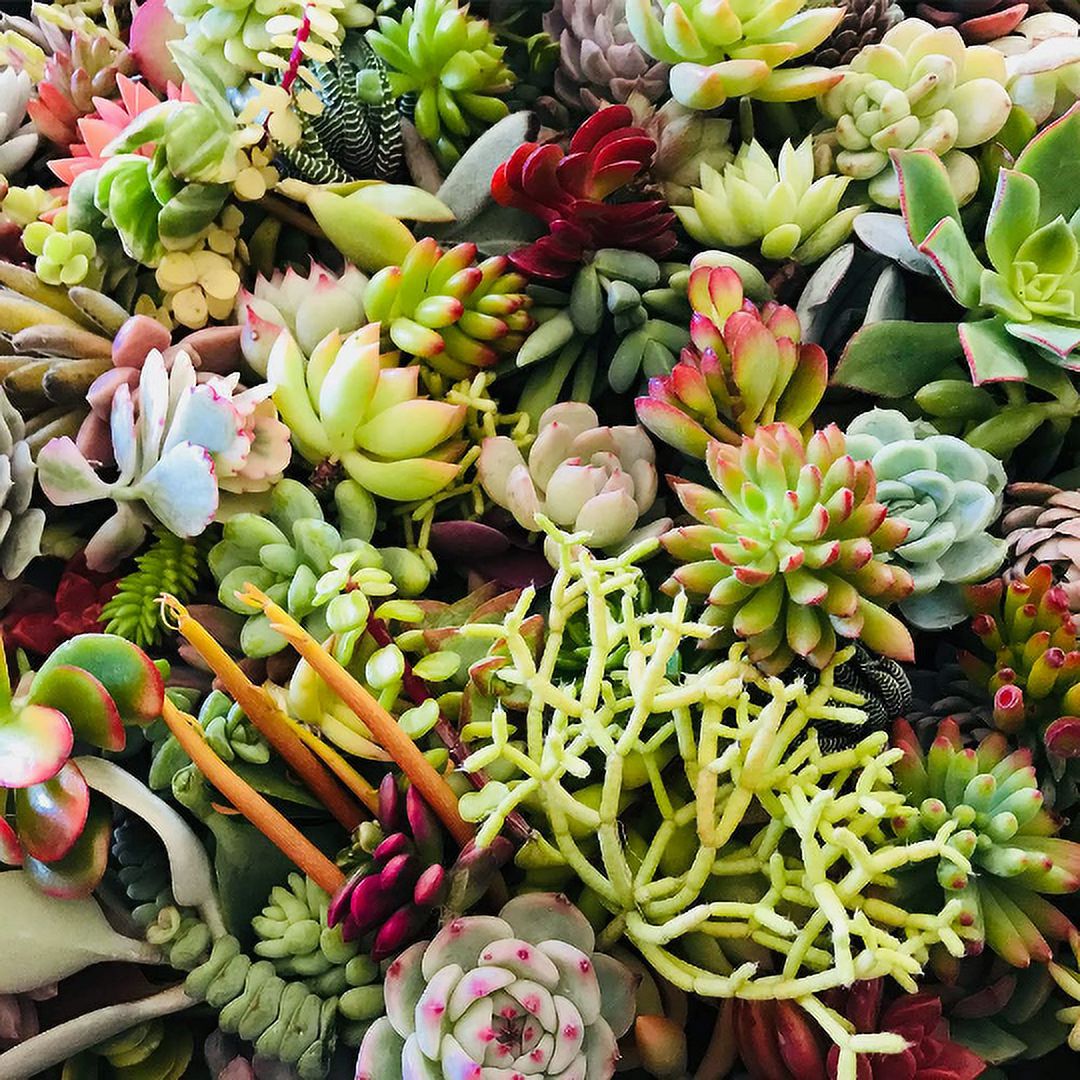 Assorted Live Succulent Cuttings - Great for Beginners