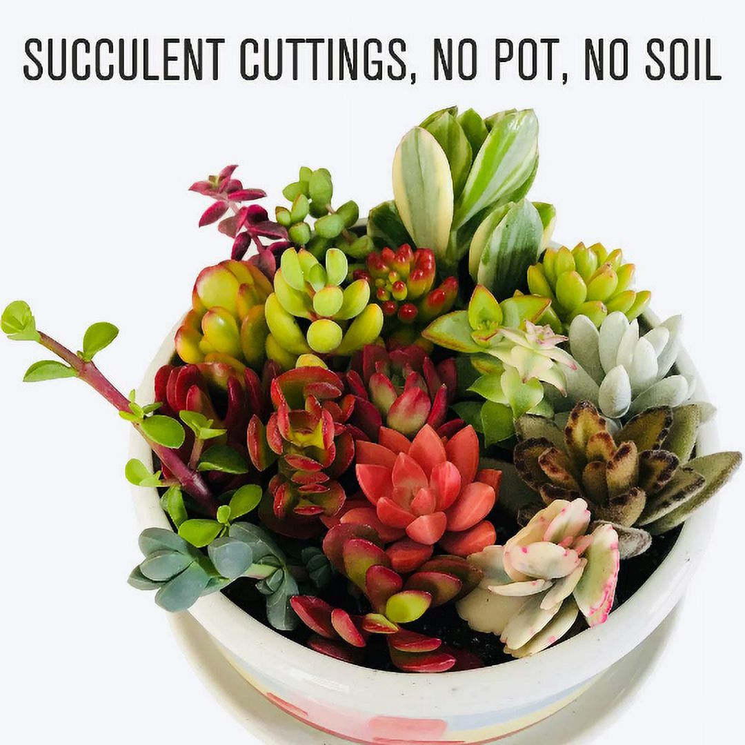 Assorted Live Succulent Cuttings - Great for Beginners