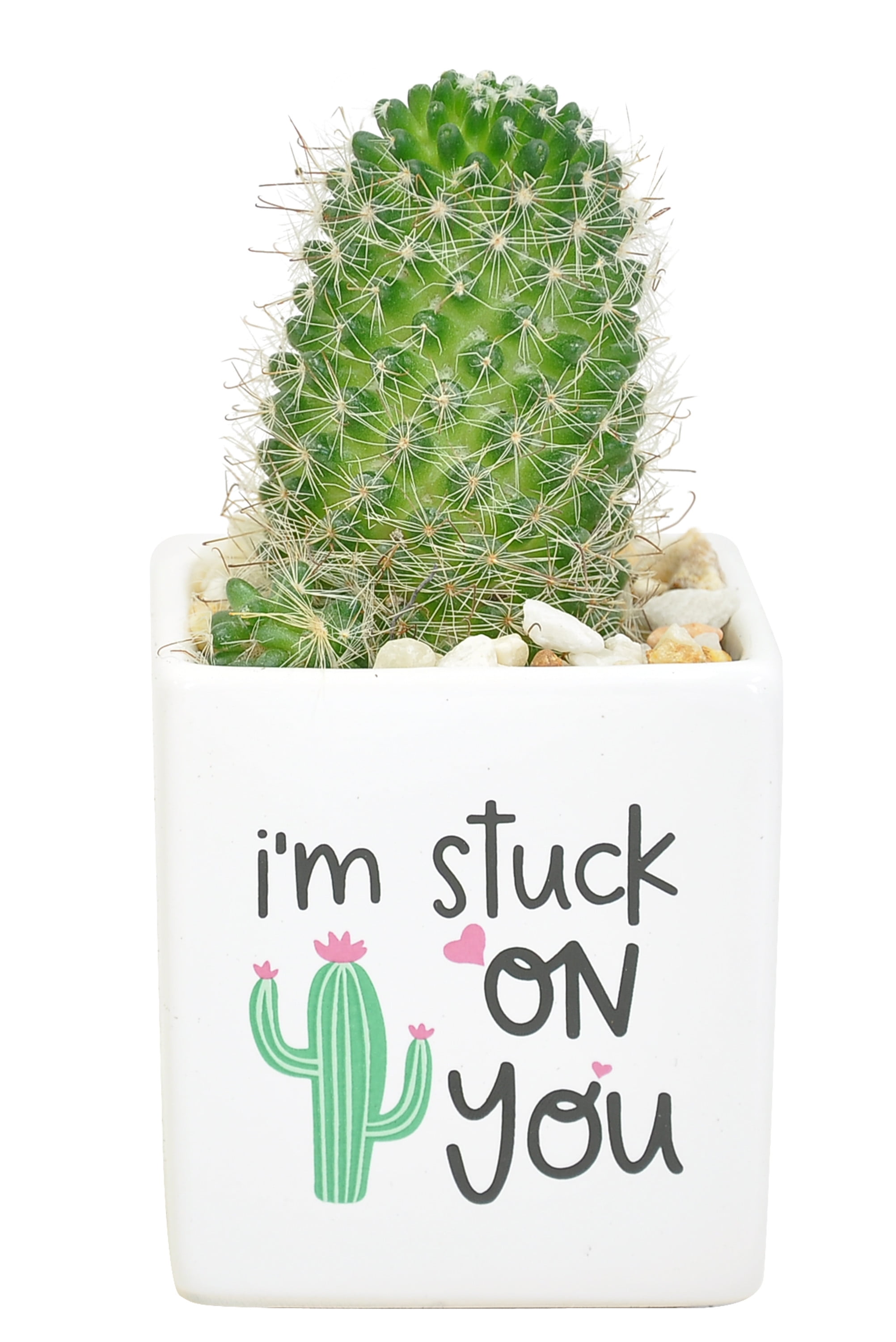 Green Cactus in Ceramic Planter - 7in. Tall
