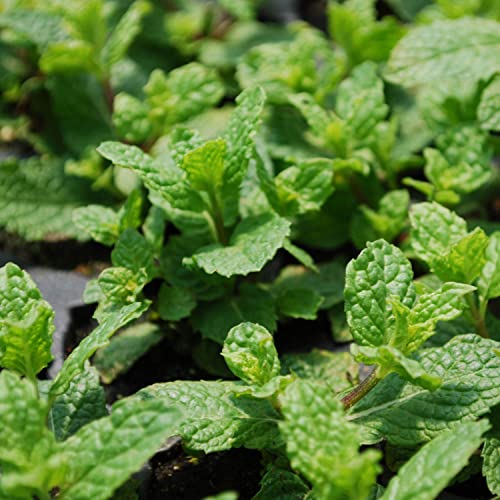 Sweet Mint Plant - 4 Pack, Aromatic & Edible