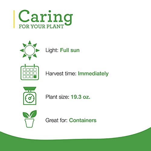 4-Pack Live Sweet Basil Plants for Italian & Asian Dishes