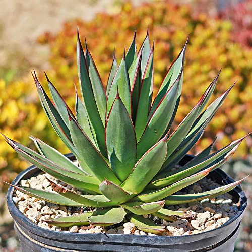Blue Glow Agave: Real Cactus Succulent Plant