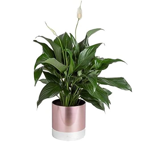 Peace Lily in Modern Rose Gold Planter