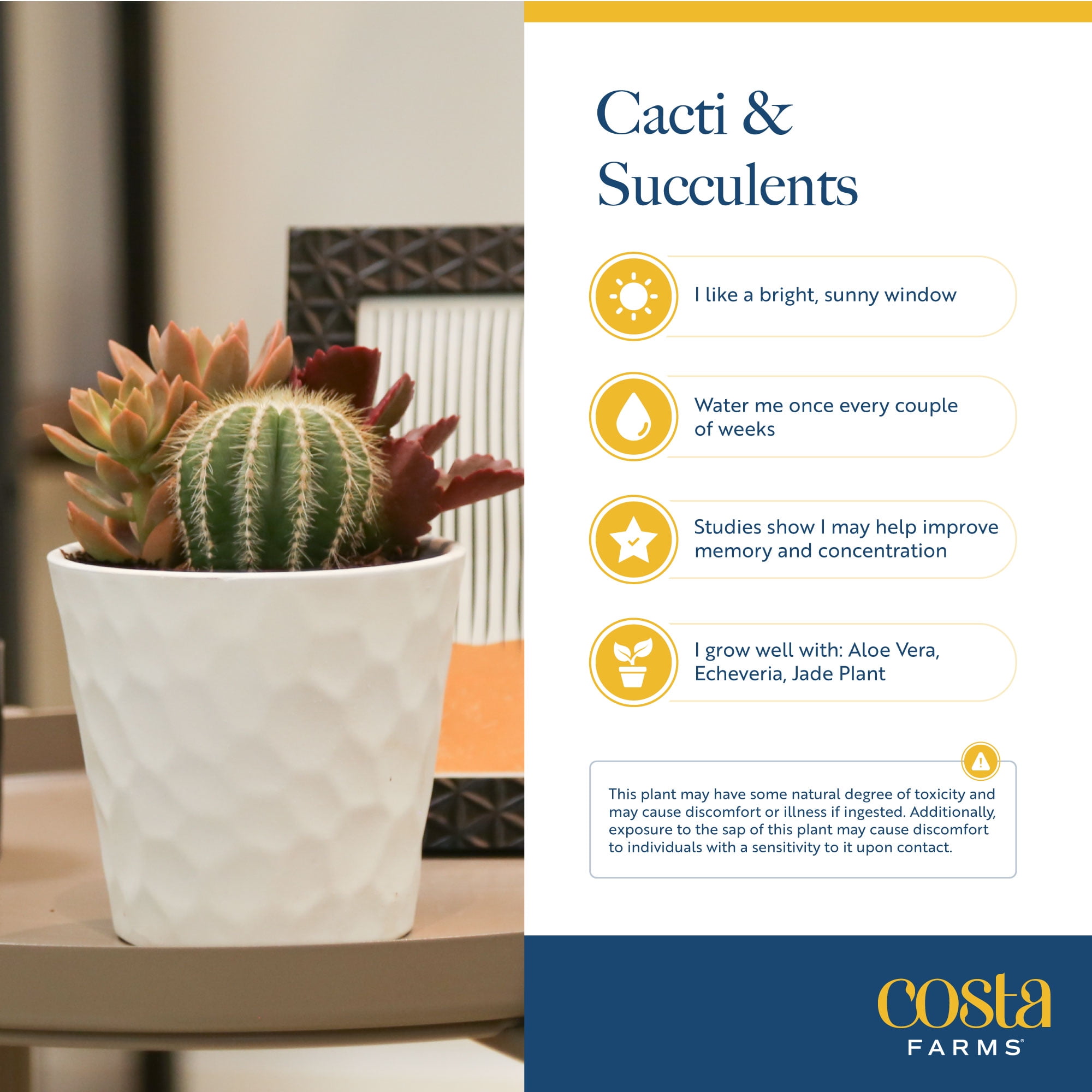 Green Cactus in Ceramic Planter - 7in. Tall