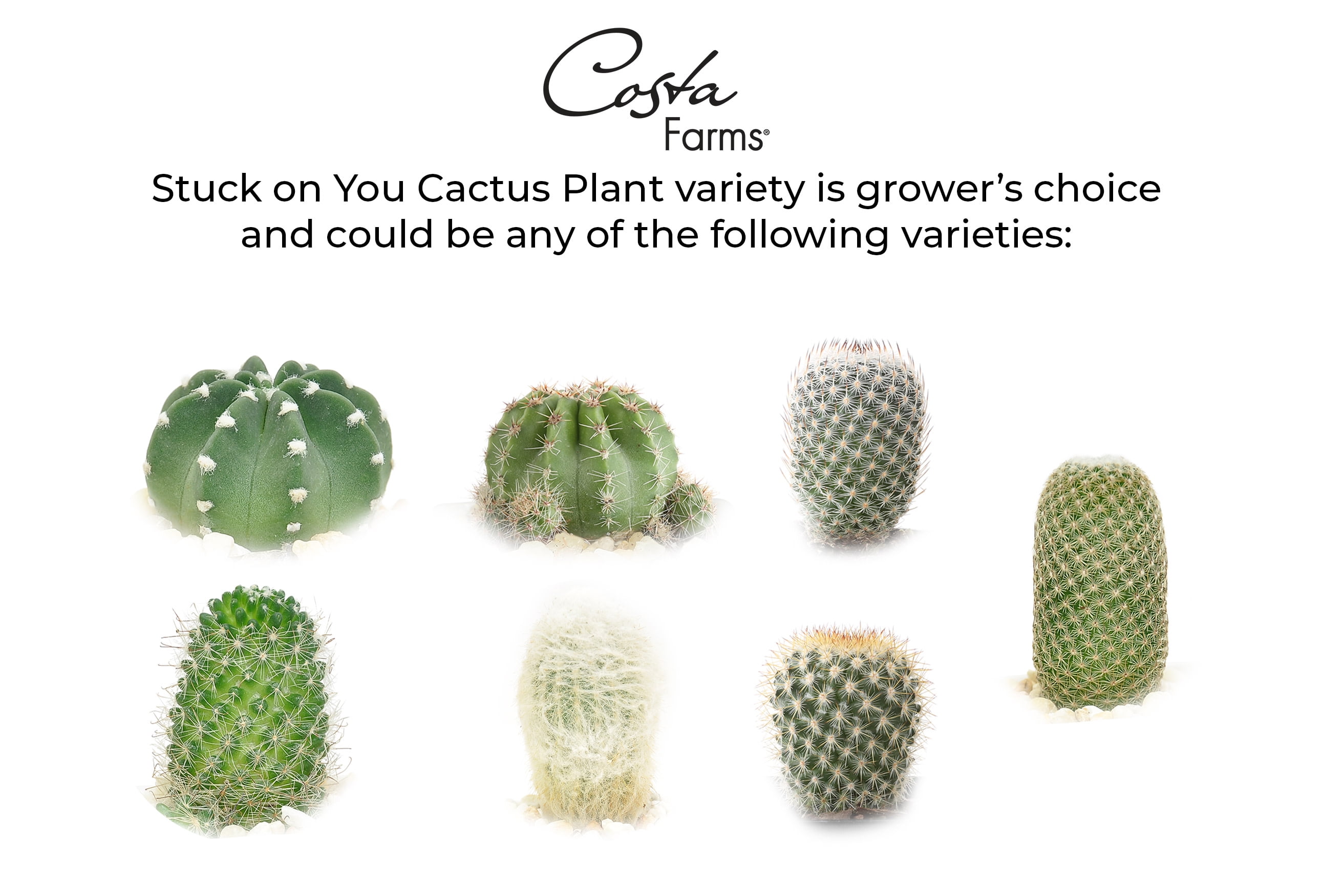 Green Cactus in Ceramic Planter - 7in. Tall