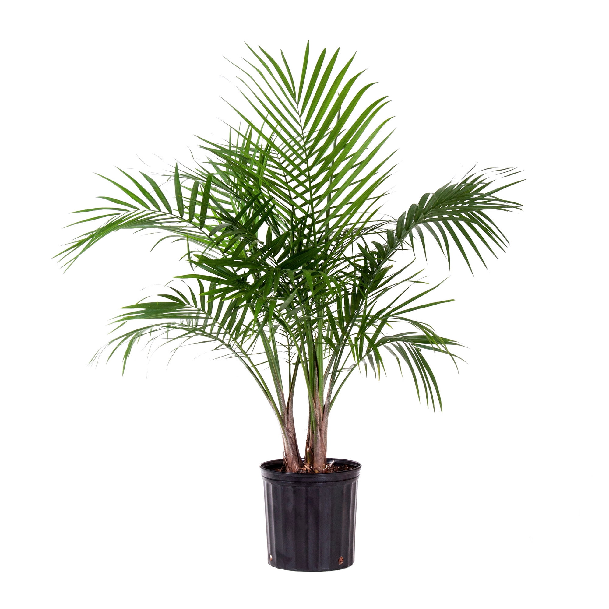 Majesty Palm in 9.25" Grower Pot.