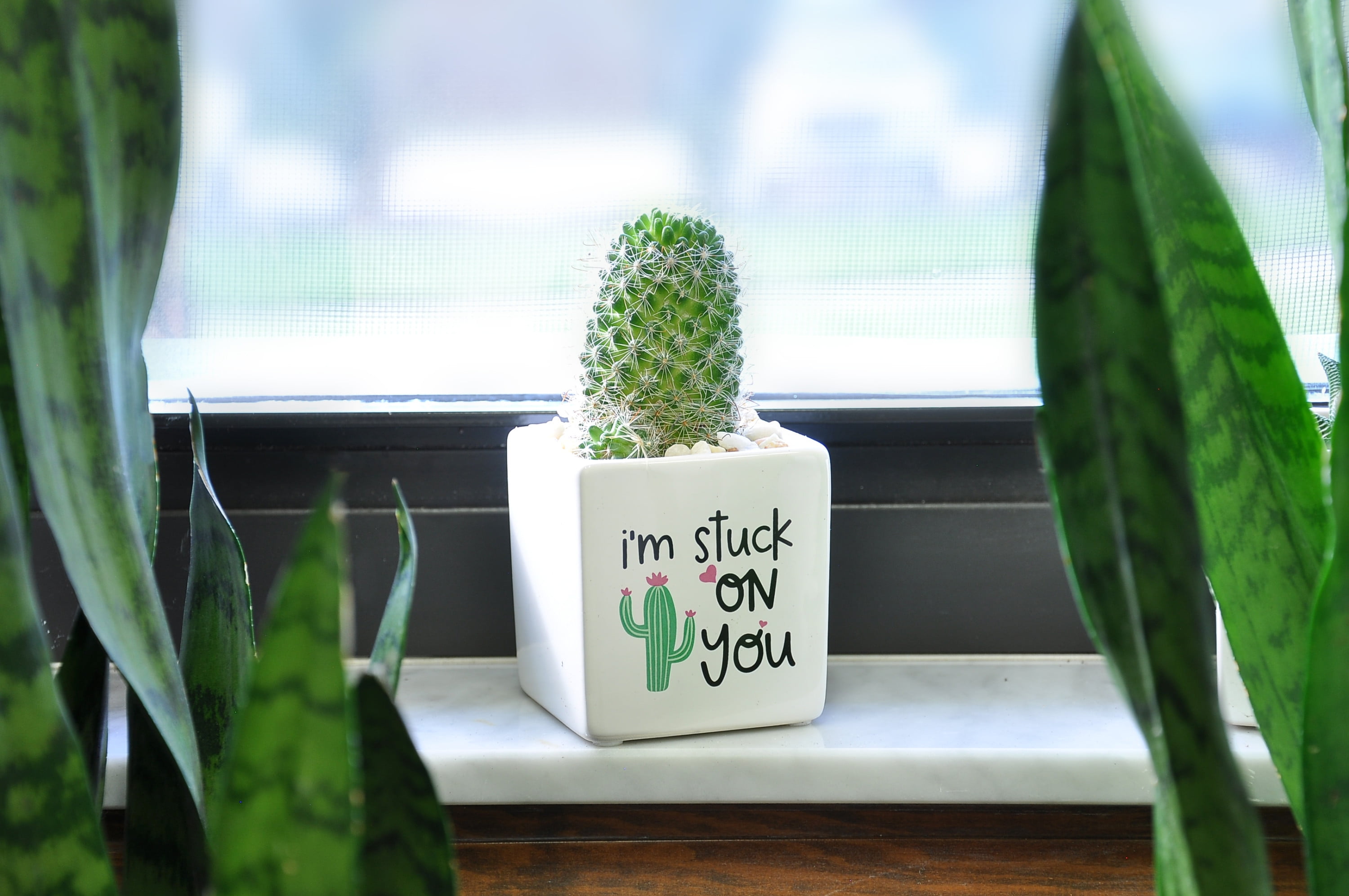 Green Cactus in Ceramic Planter - 7in. Tall