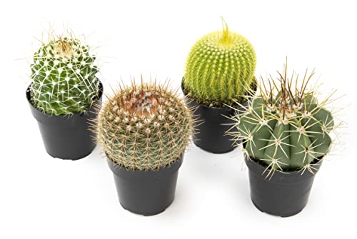 Assorted Live Cactus & Succulent Houseplants