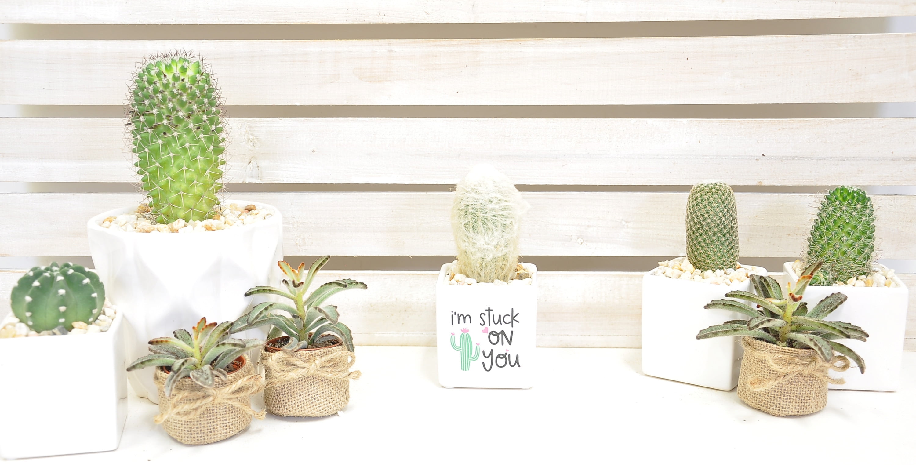 Green Cactus in Ceramic Planter - 7in. Tall