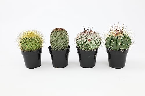 Assorted Live Cactus & Succulent Houseplants
