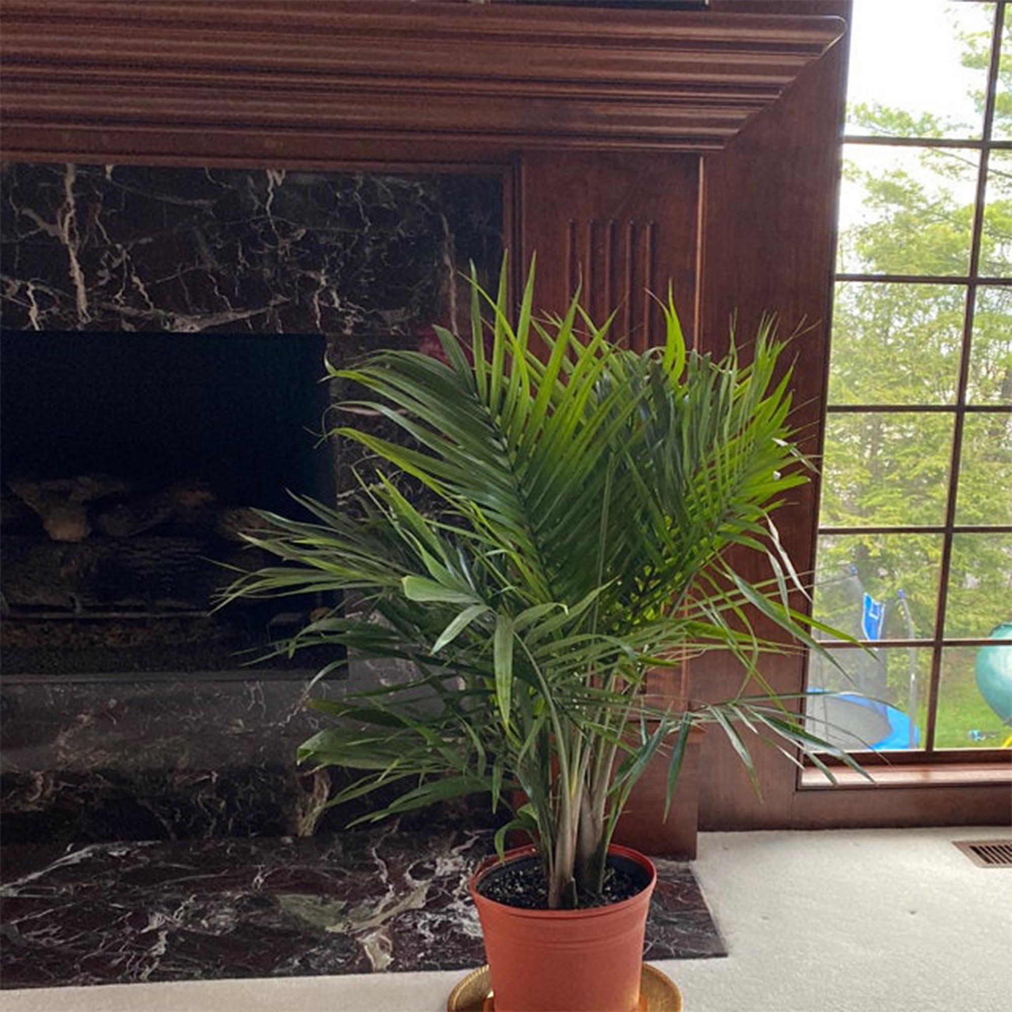 Majesty Palm in 9.25" Grower Pot.