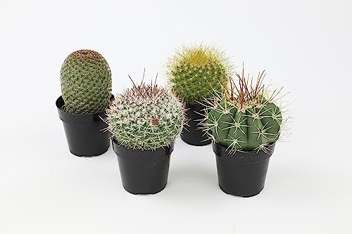 Assorted Live Cactus & Succulent Houseplants