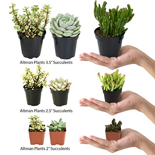 Assorted Live Cactus & Succulent Houseplants