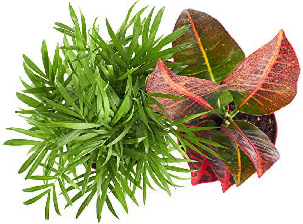 Air Purifying House Plant 2-Pack | Croton & Palm