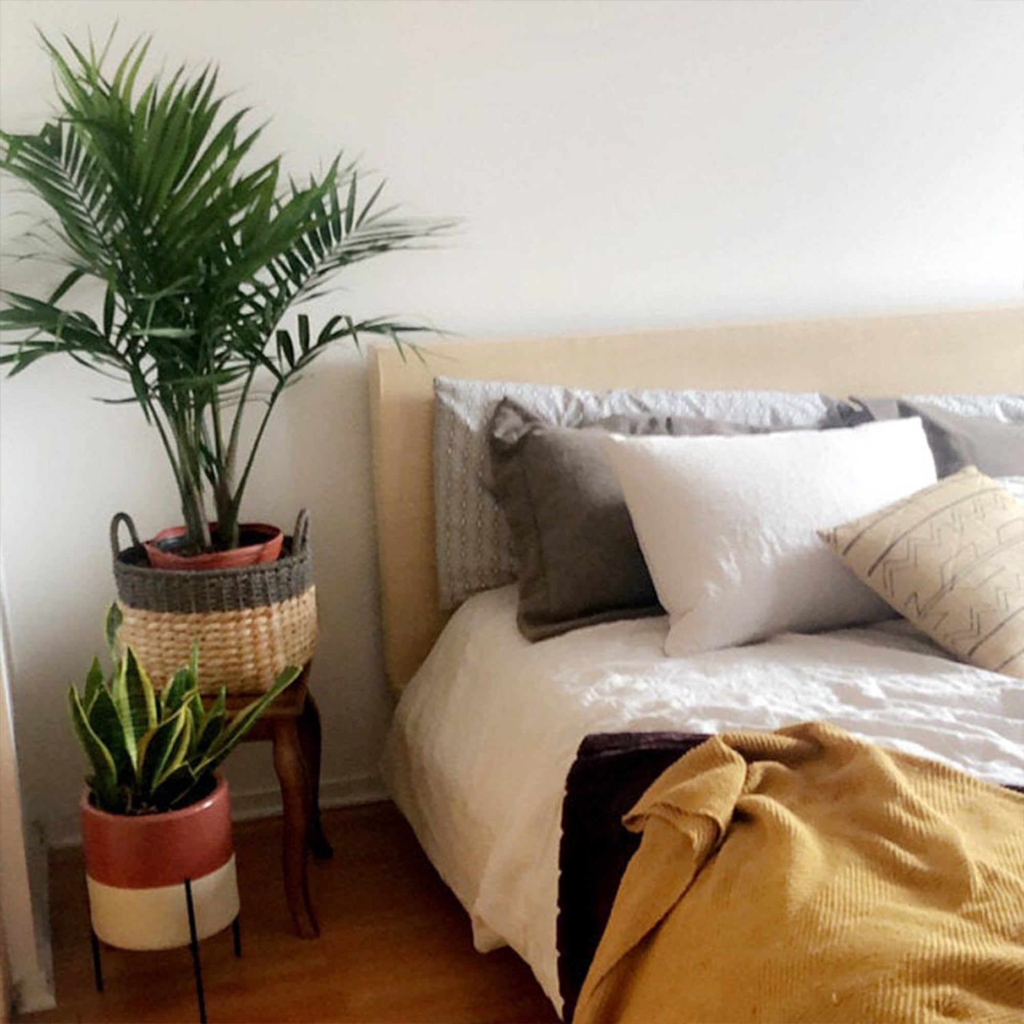 Majesty Palm in 9.25" Grower Pot.