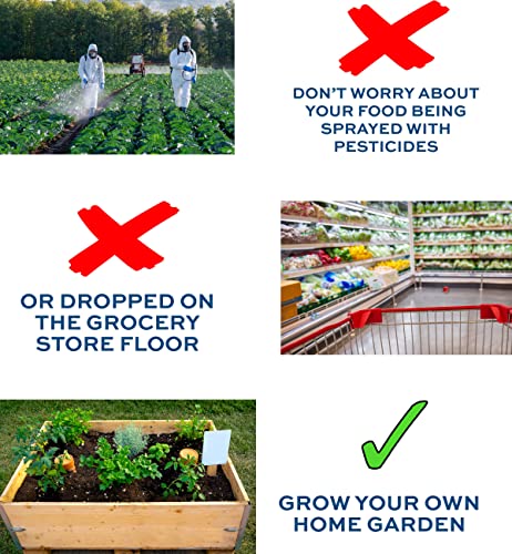 Premium Genovese Basil Seeds - 150+ Non-GMO