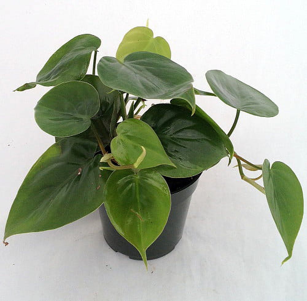 Heart Leaf Philodendron - Easy House Plant - 4" Pot