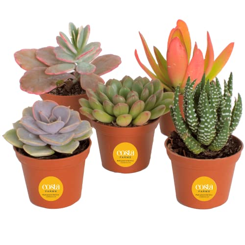 Live Mini Succulent Houseplants - 5 Pack