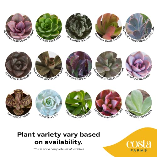 Live Mini Succulent Houseplants - 5 Pack