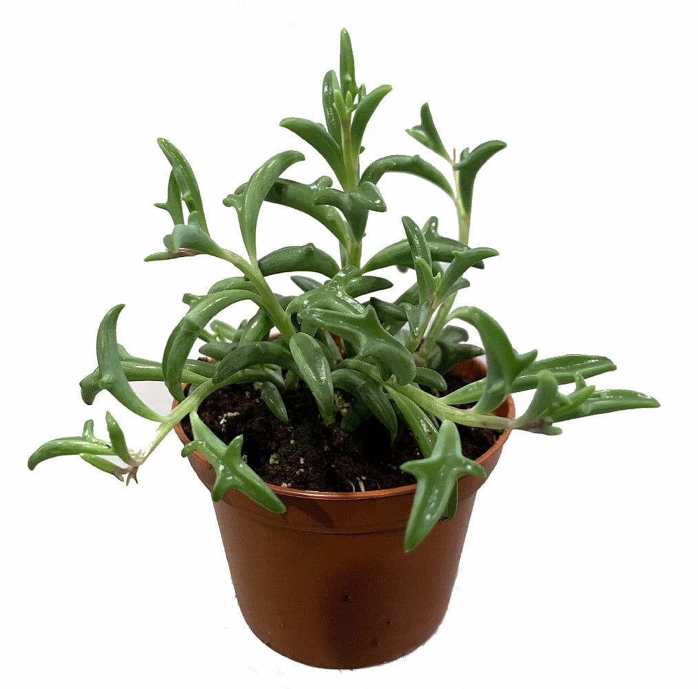 Dolphin Succulent - Easy to Grow - 2.5" Pot