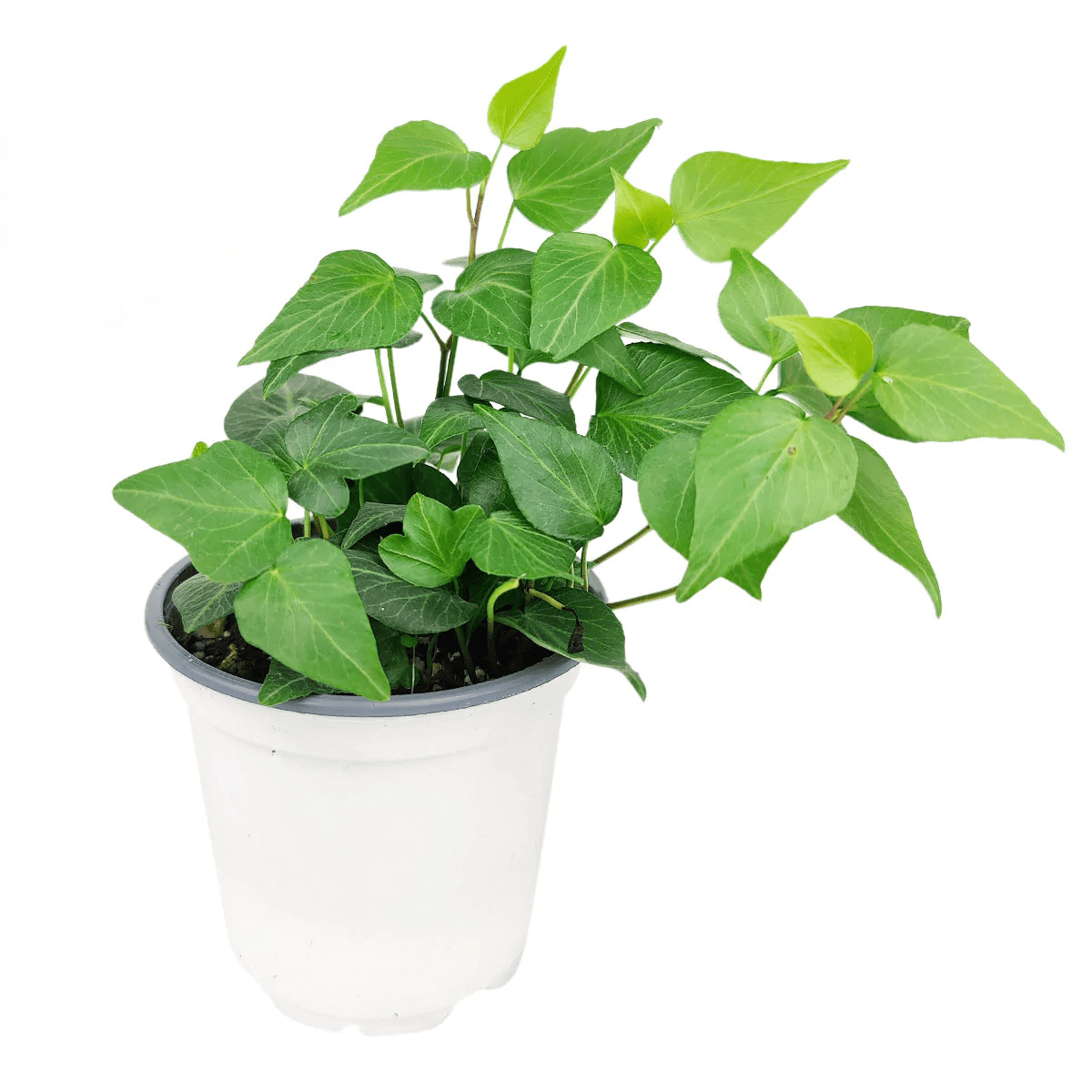 Air-Purifying Ivy Trailing Houseplant for Home/Office Décor