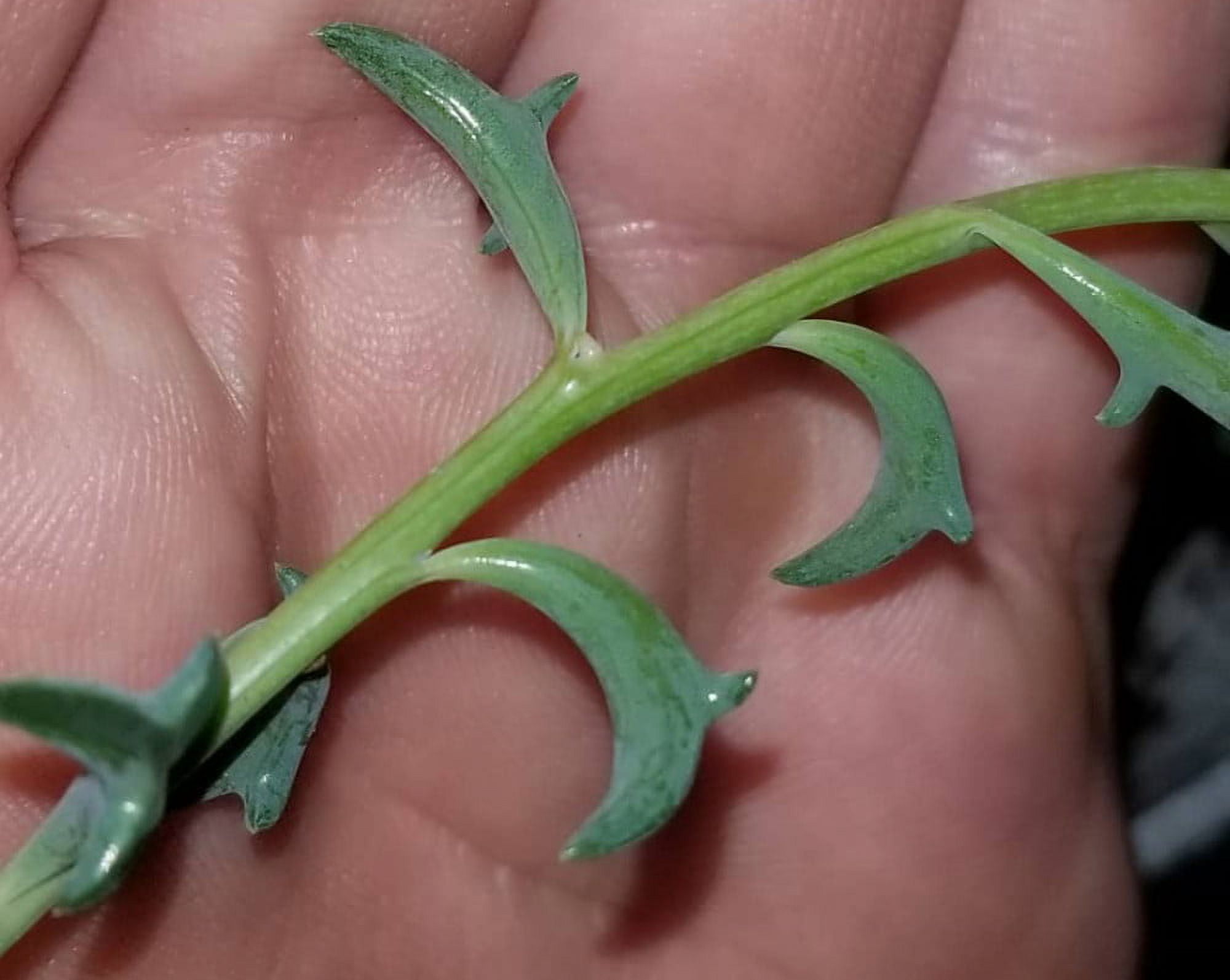 Dolphin Succulent - Easy to Grow - 2.5" Pot