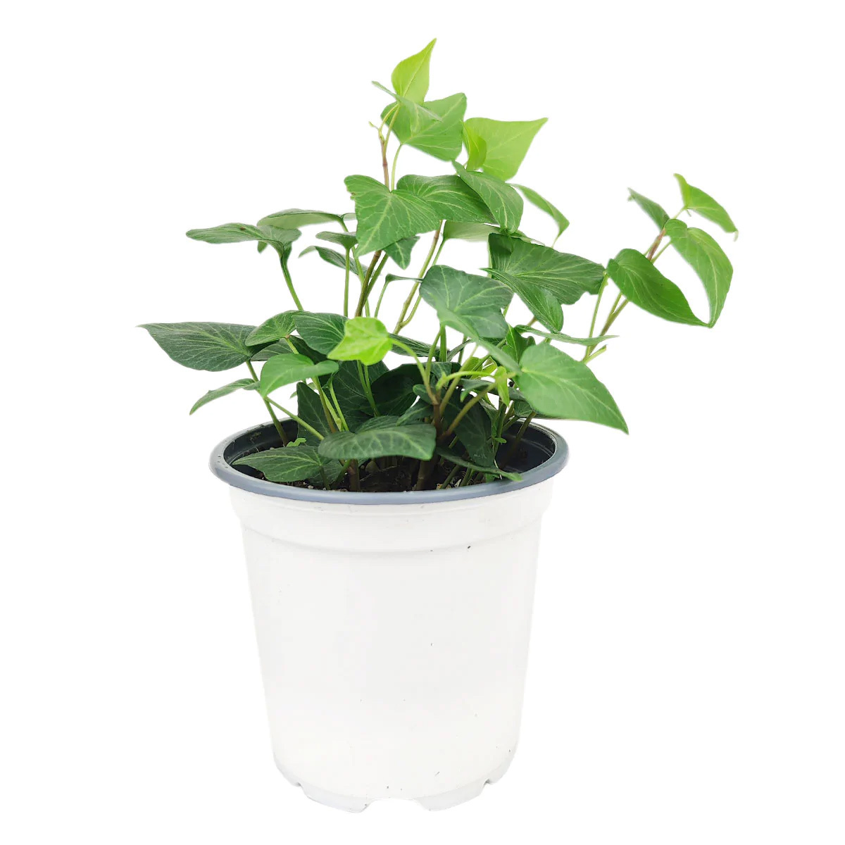 Air-Purifying Ivy Trailing Houseplant for Home/Office Décor