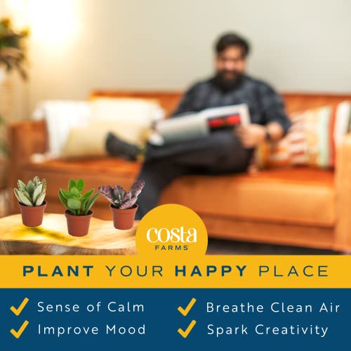 Live Mini Succulent Houseplants - 5 Pack