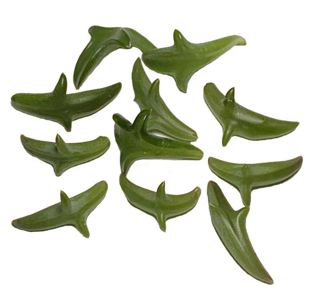 Dolphin Succulent - Easy to Grow - 2.5" Pot