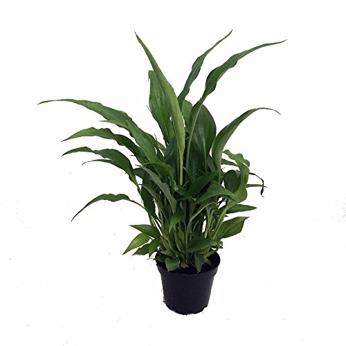 Purify the Air with These Plants