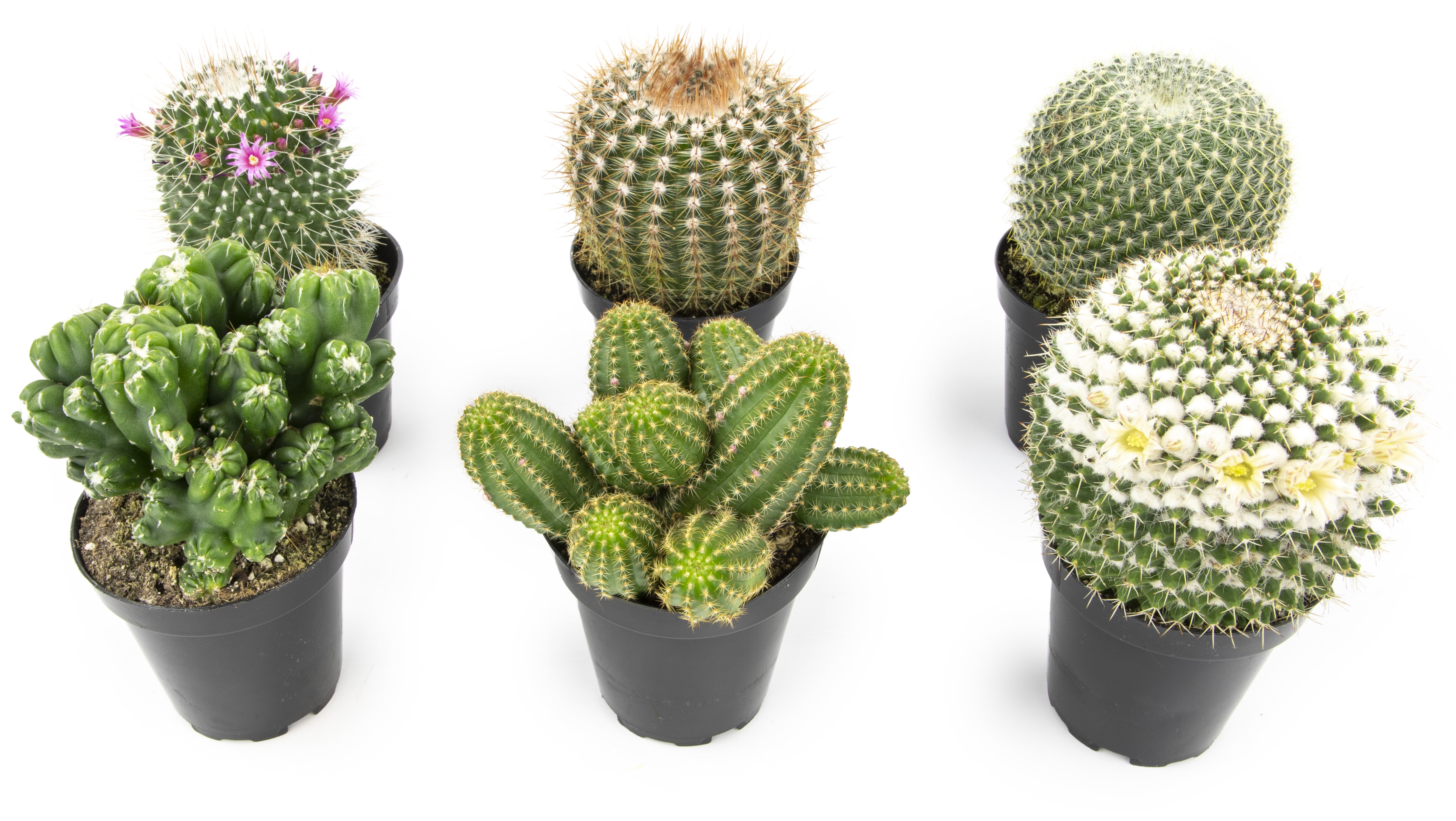 Assorted Live Cactus Collection for Planters/Gifts