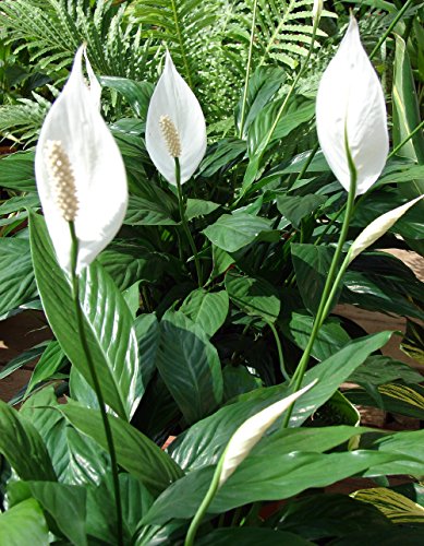 Peace Lily - Great House Plant - 4" Pot
