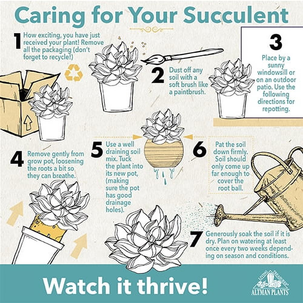 Assorted Live Cactus Collection for Planters/Gifts