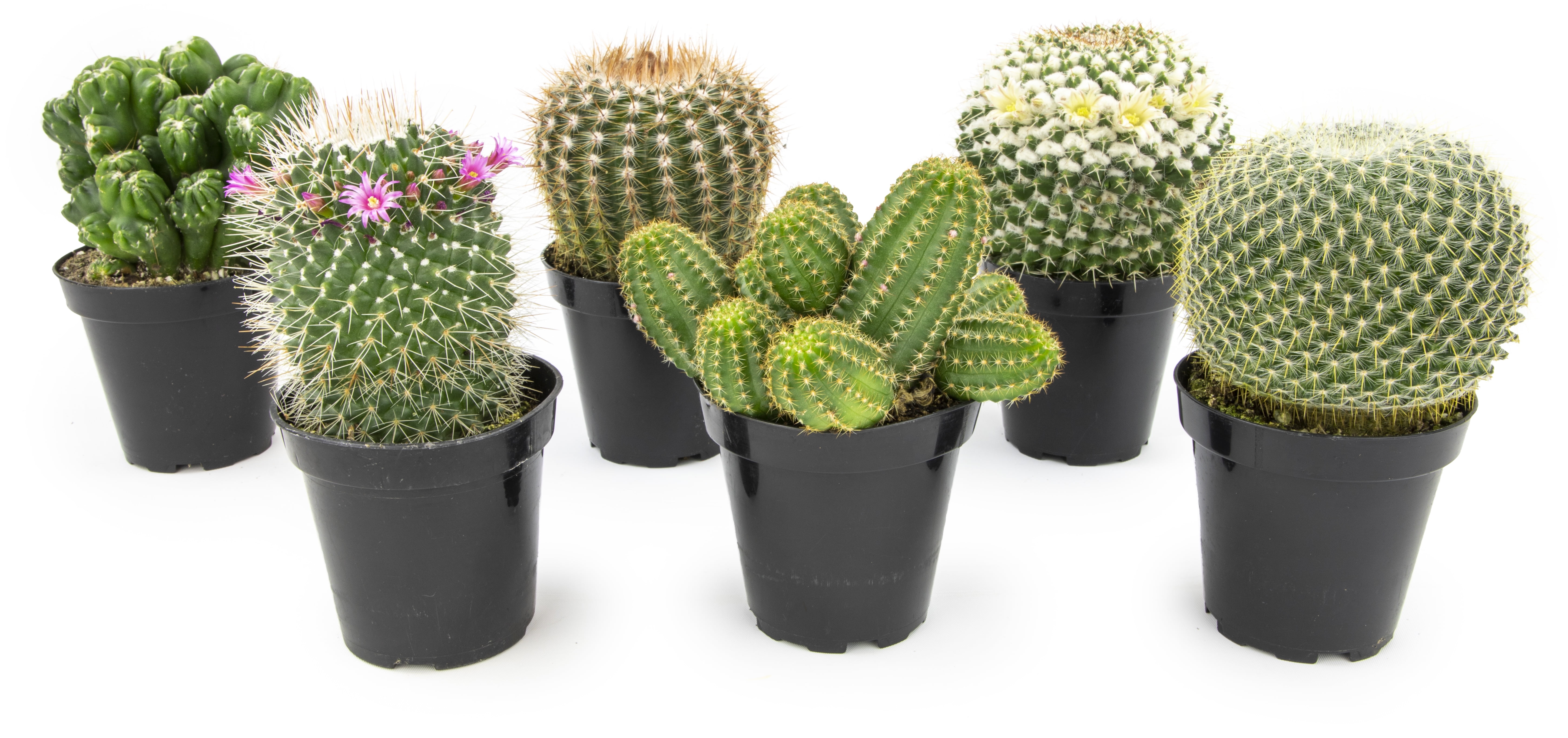 Assorted Live Cactus Collection for Planters/Gifts