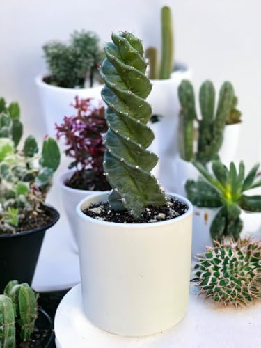 Twisted Cereus Forbesii Spiral Cactus - Rare Succulent