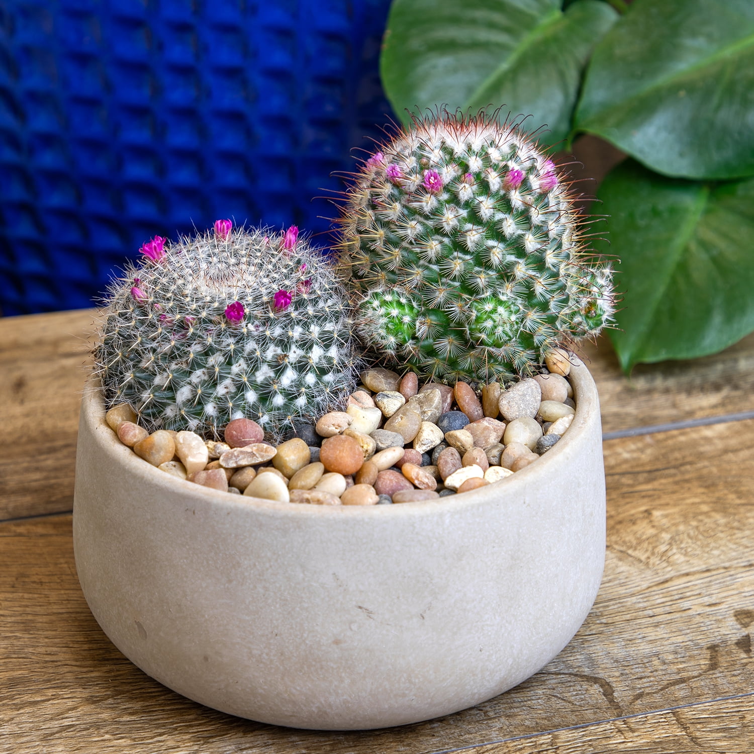 Assorted Live Cactus Collection for Planters/Gifts