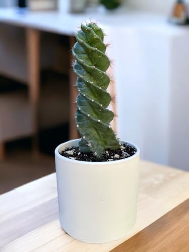 Twisted Cereus Forbesii Spiral Cactus - Rare Succulent
