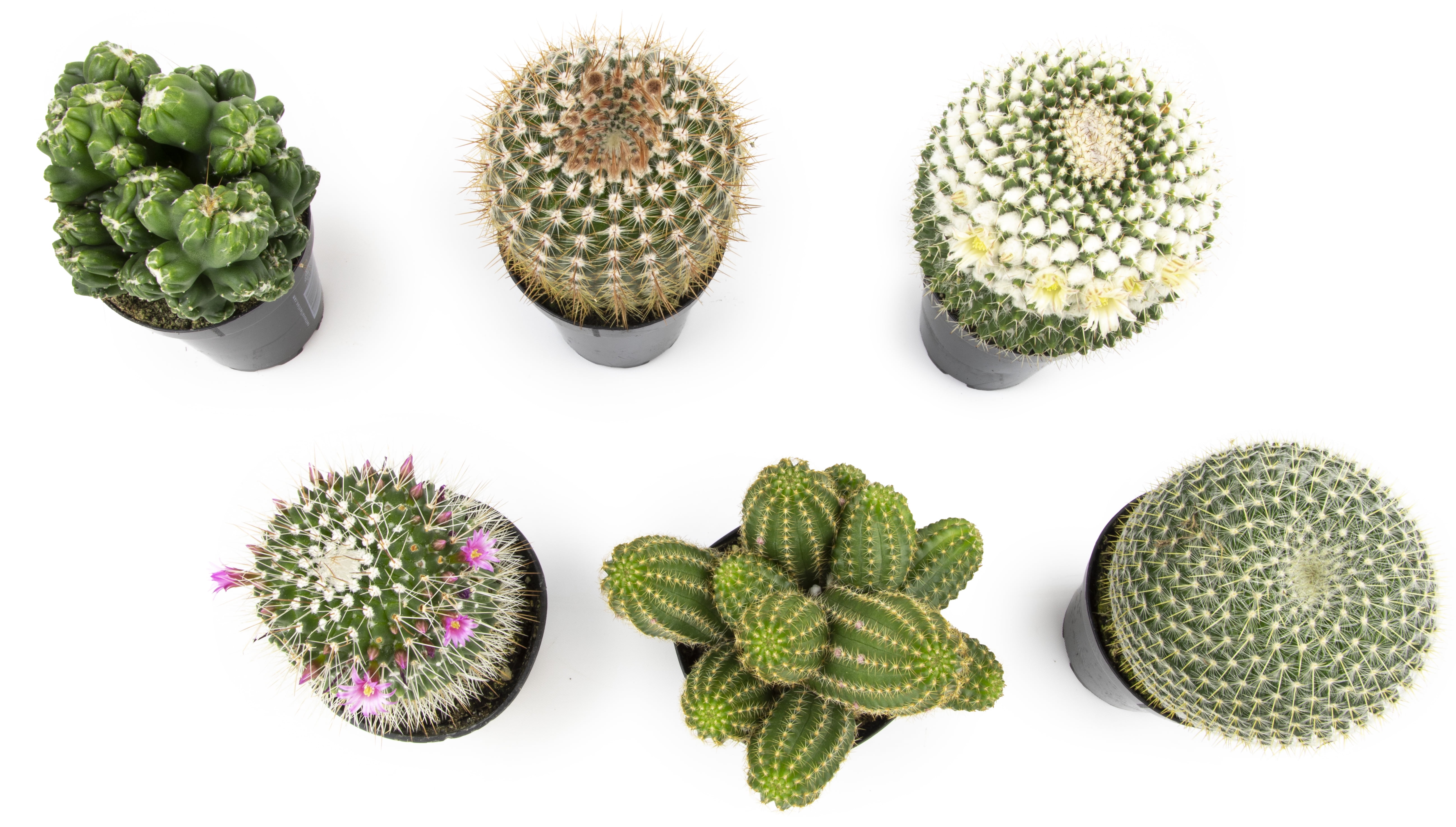 Assorted Live Cactus Collection for Planters/Gifts
