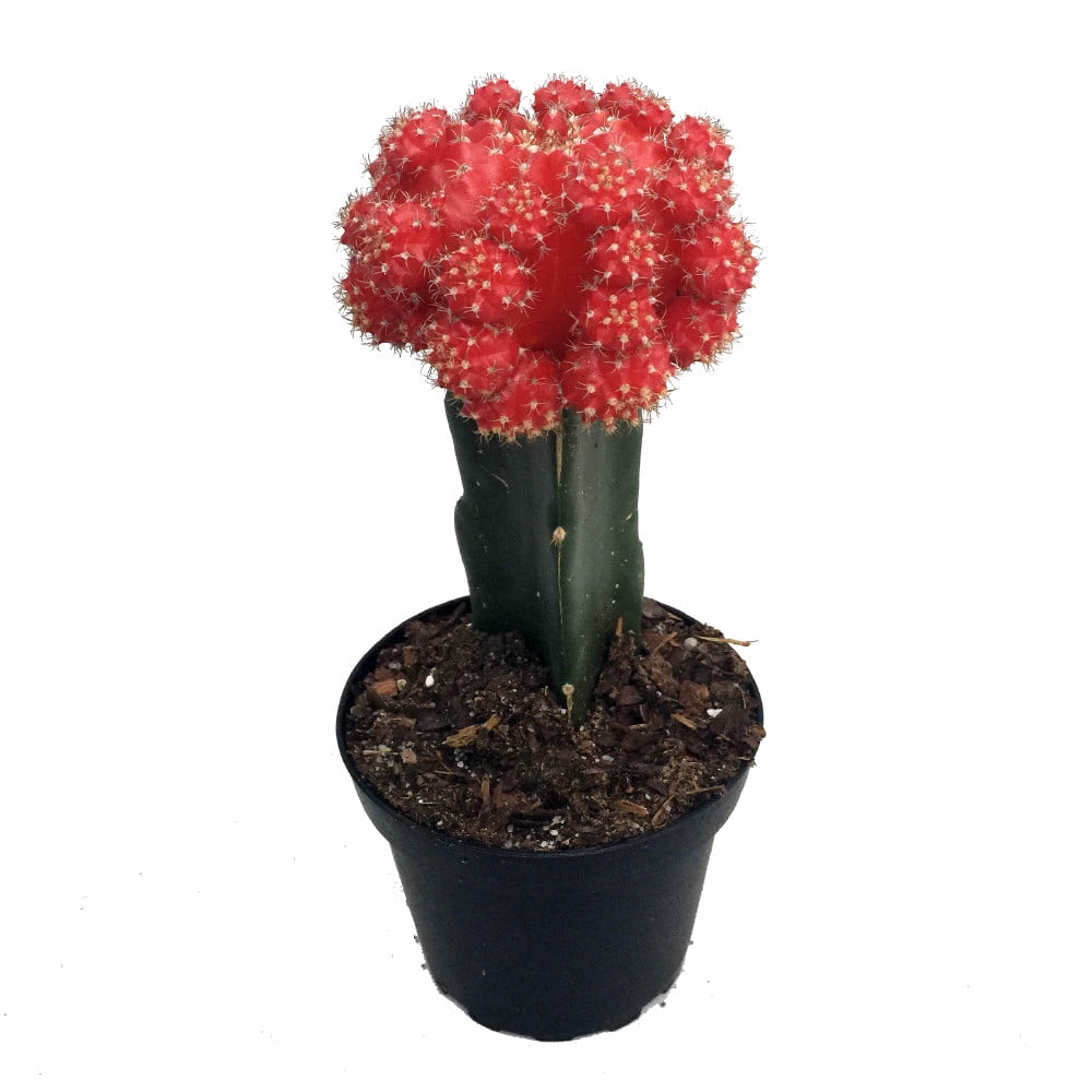 Easy Growing Red Moon Cactus - Live Plant